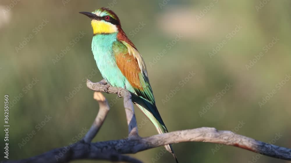 bee-eater in the morning sits among dry branches bee-eater in the morning sits among dry branches