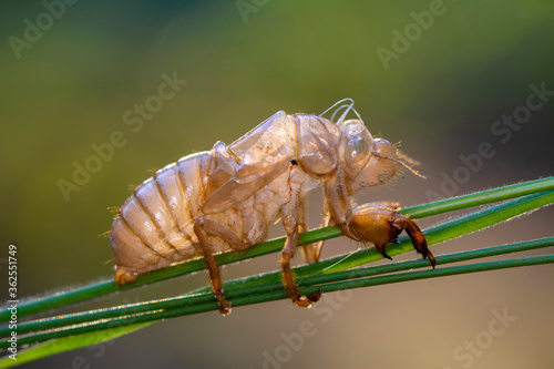 Beautiful nature scene macro cicada molting. Showing of eyes and wing detail.Cicada in the wildlife nature habitat using as background or wallpaper.Cicada insect stick on tree © blackdiamond67