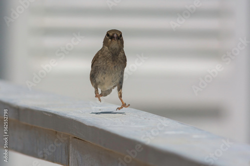 house sparrow in town looking for food.
brown bird eating bread and being portrayed in the foreground