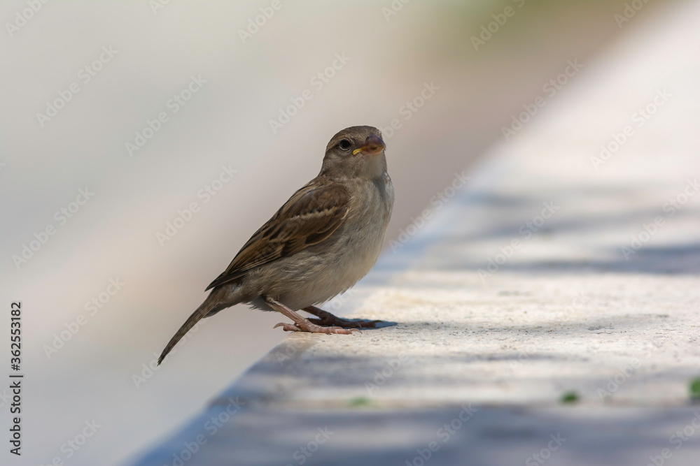 house sparrow in town looking for food.
brown bird eating bread and being portrayed in the foreground