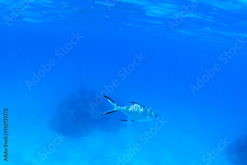 青い海を泳ぐ魚