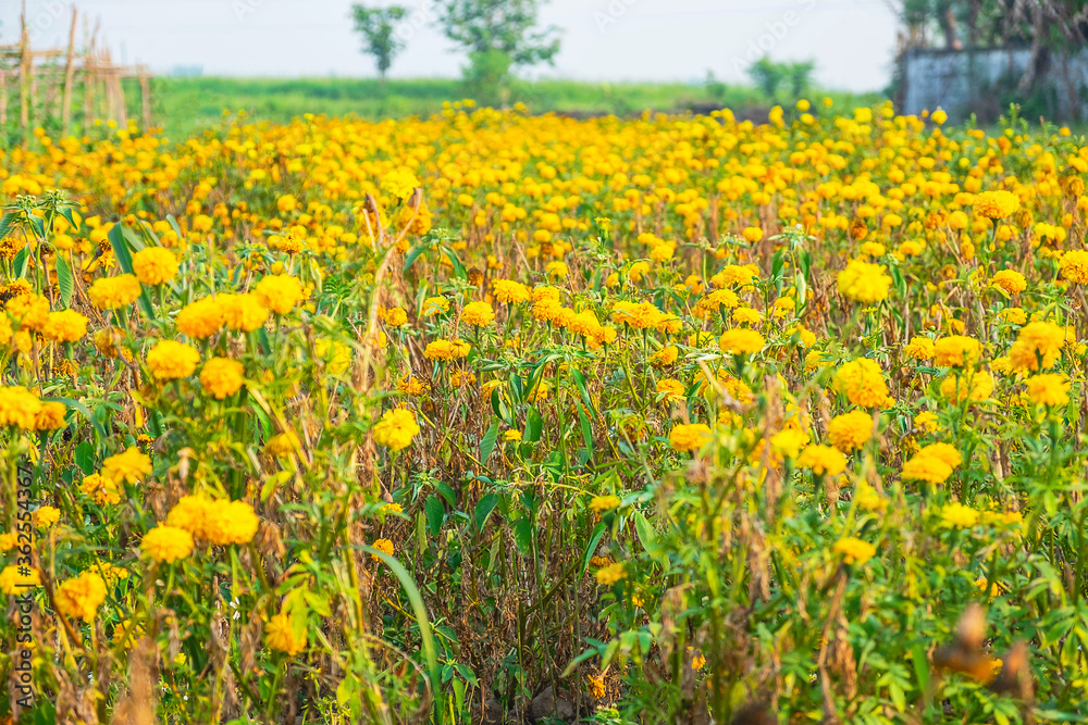 Fototapeta premium Yellow flowers in a meadow natural summer