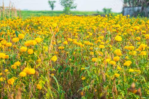 Yellow flowers in a meadow natural summer © NARONG