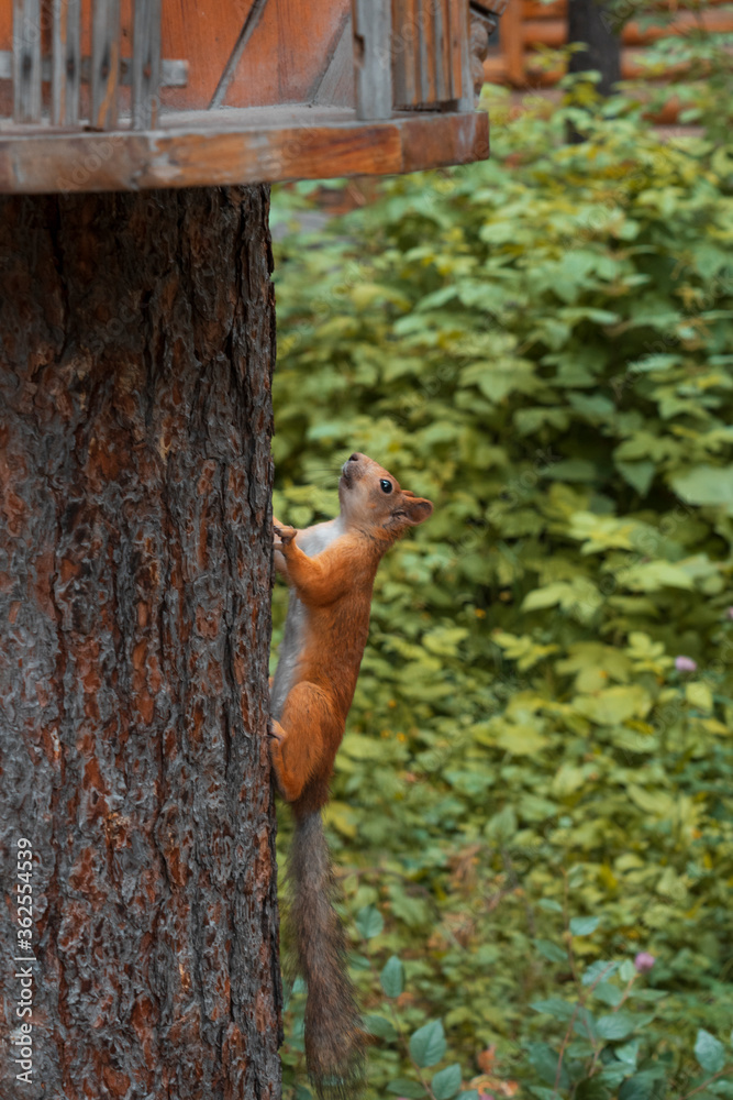 squirrel in the forest squirrel in the forest