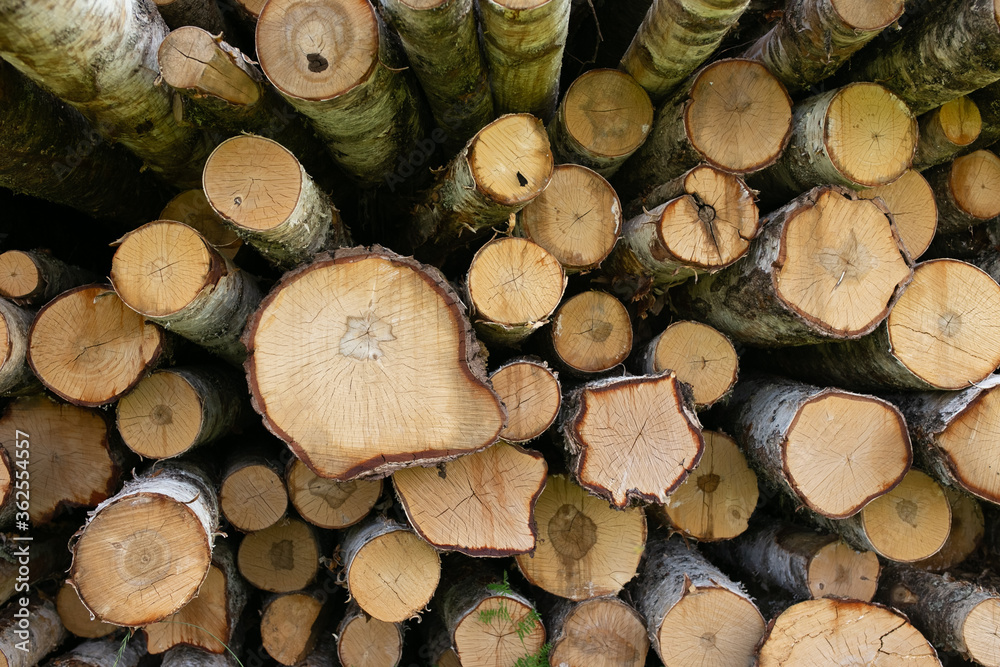 harvesting of trees (logs) as a raw material harvesting of trees (logs) as a raw material
