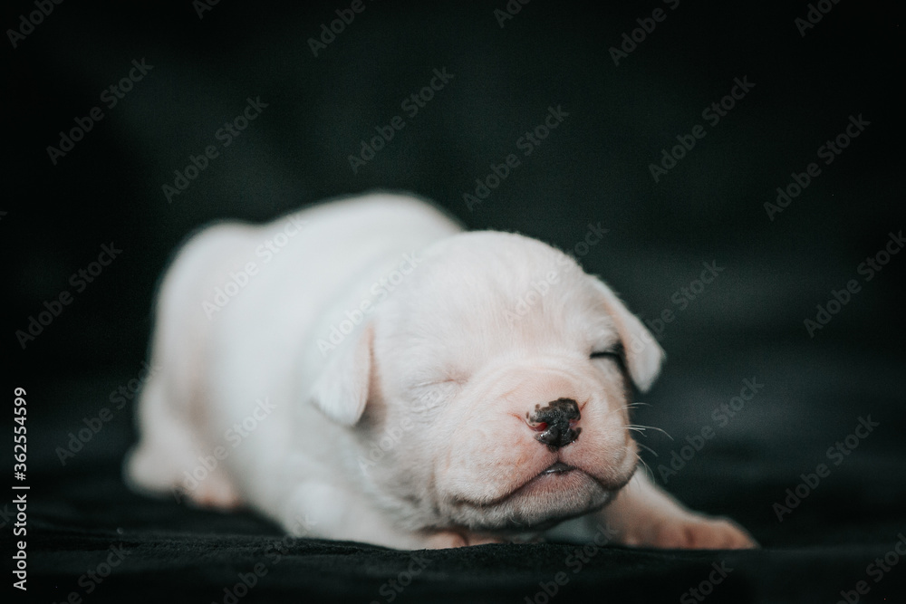 American bulldog purebred puppy inside. small bulldog baby