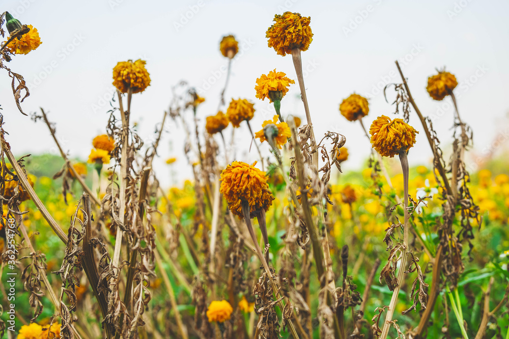 Fototapeta premium The flowers wilted over time
