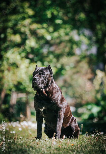 Cane corso dog posing outside in green background. © Evelina
