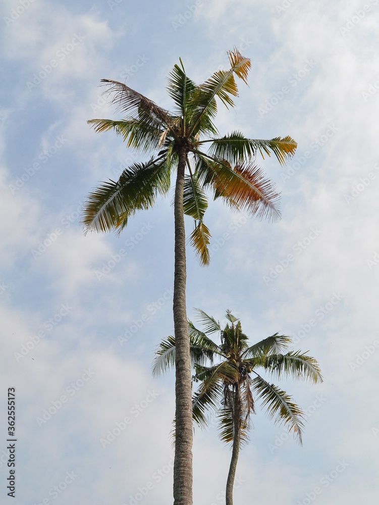 Beautiful coconut palm tree on blue sky background. Palm tree on summer