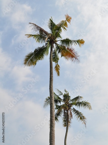 Beautiful coconut palm tree on blue sky background. Palm tree on summer