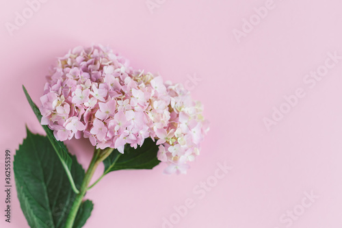 Amazing light pink Hydrangea flower on a pink pastel background. © Inna