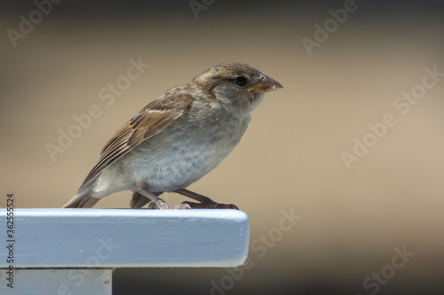 house sparrow in town looking for food. brown bird eating bread and being portrayed in the foreground