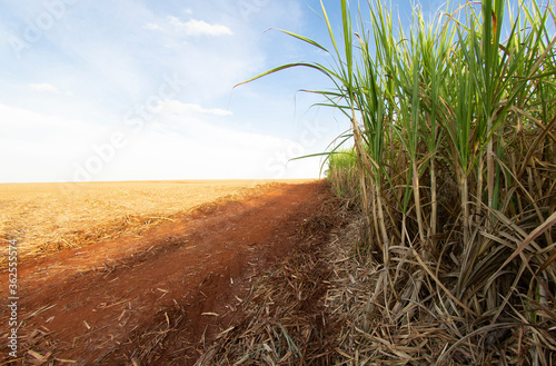 Sugarcane field on a beautiful day with blue sky. Sugarcane is a grass of the poaceae family. it tastes sweet and good for health photo