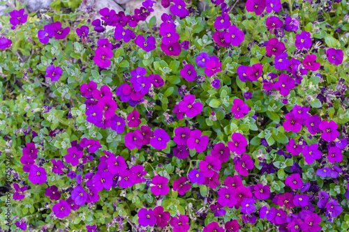 Beautiful purple rock cress in the rockery