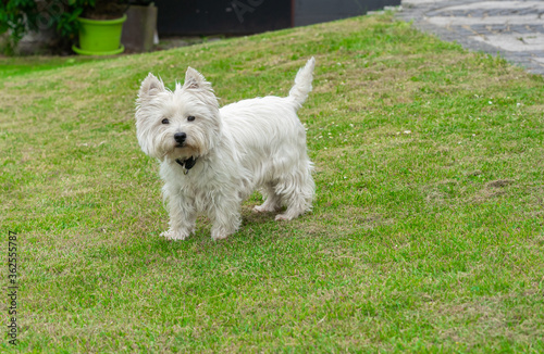 West Highland White Terrier in the garden