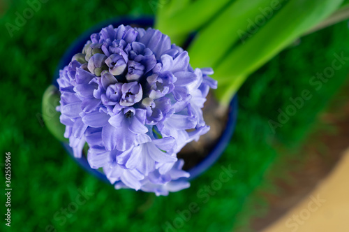 View from above on a blossom of a hyacinth