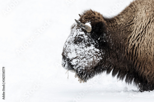 American Bison with an ice covered face