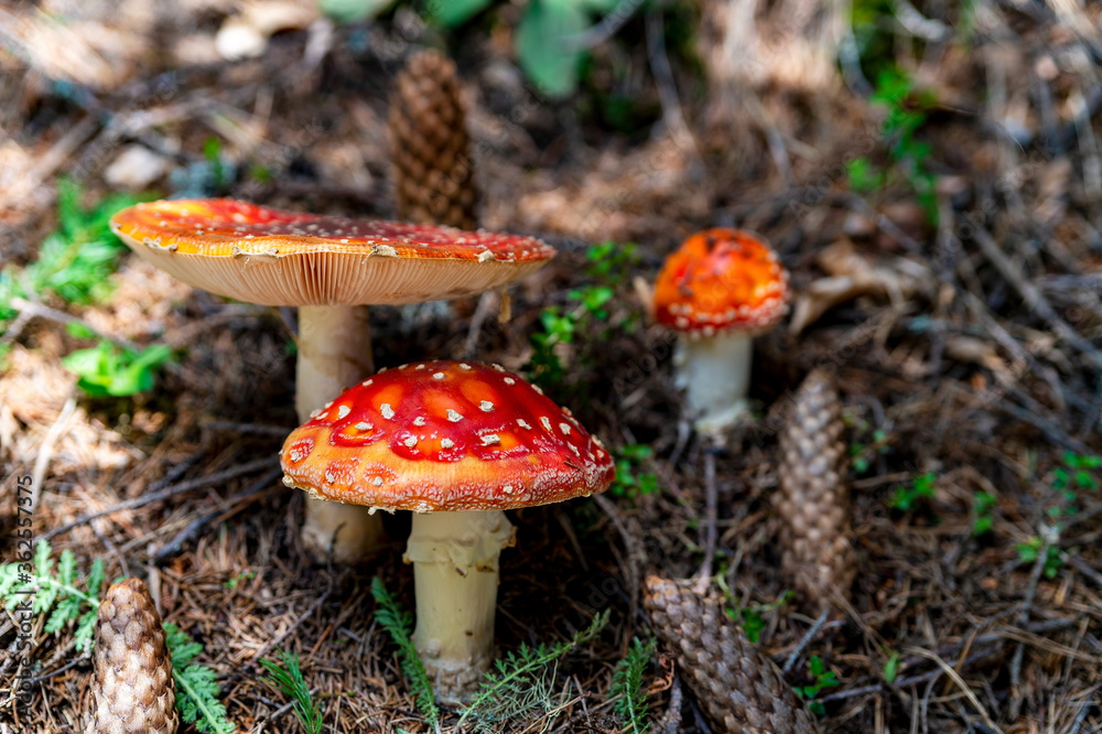 Amanita muscaria mushroom, commonly known as the fly agaric or fly amanita Amanita muscaria mushroom, commonly known as the fly agaric or fly amanita