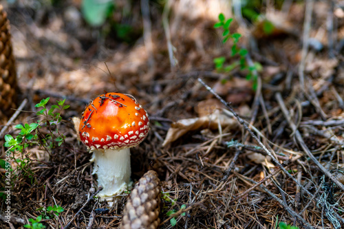 Amanita muscaria mushroom, commonly known as the fly agaric or fly amanita