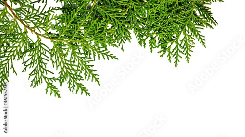 Christmas frame of fir leaves on white background. Concept of Chritsmas or New Year