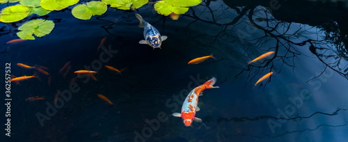 Famous Colorful asian fish Koi carp, colored varieties of Amur carp float in an artificial pond, water garden. , view from above