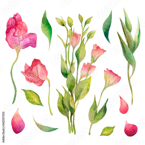 Watercolor floral set. Design elements. Pink flowers, leaves, petals