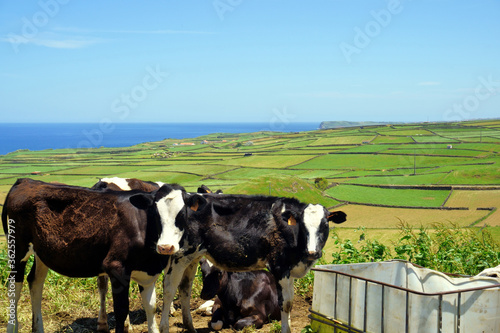 Cattle grazing on Fajazinha fault, Terceira, Azores islands, Portugal photo