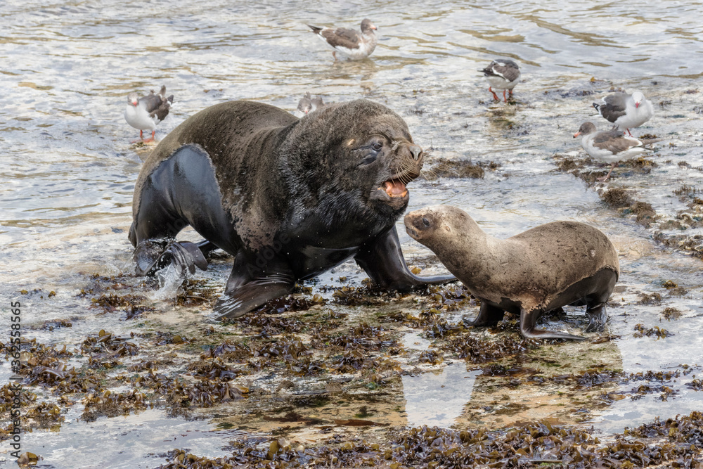 Southern Sea Lion - beach master checking out the young females Southern Sea Lion - beach master checking out the young females