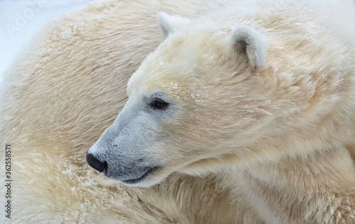 polar bear cub