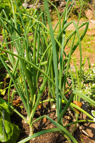 Onions growing in a raised bed in Friuli-Veneza Giulia  north east Italy 
