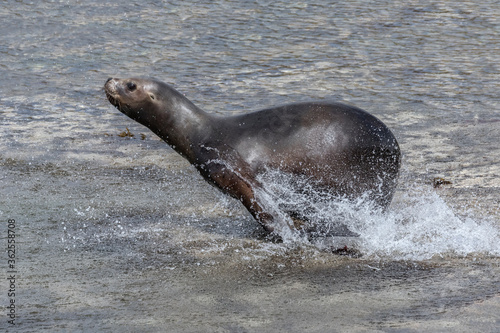 Southern Sea Lion youngster running away