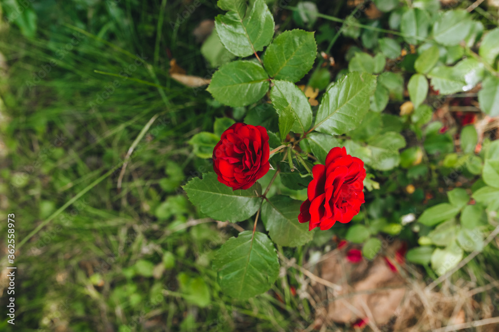 Obraz premium Two large, beautiful, blooming red roses with green leaves grow in the garden close-up. Garden flowers for sale and gifts.