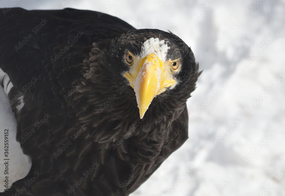 Obraz premium eagle on a tree