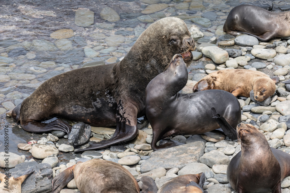 Fototapeta premium Southern Sea Lion bull interacting with females