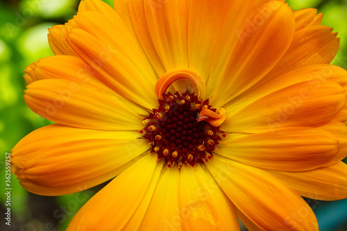 Macro shoot of Calendula flower  Calendula officinalis or english marigold on blurred green background.