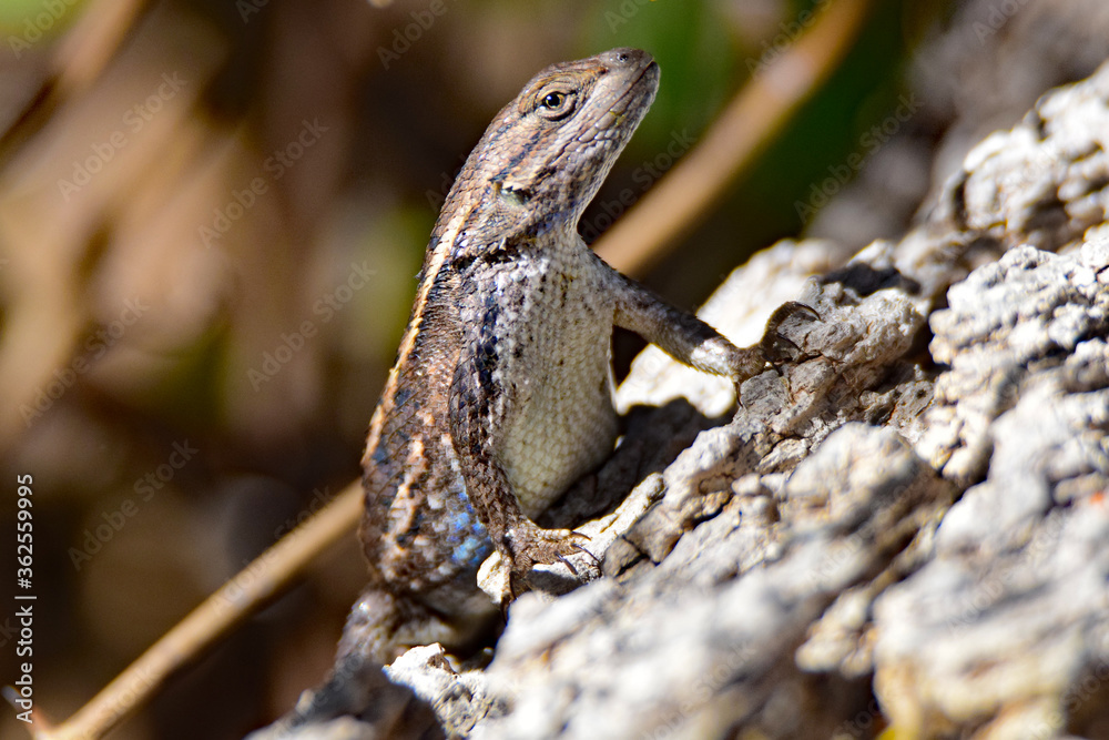 fence lizard on a log fence lizard on a log