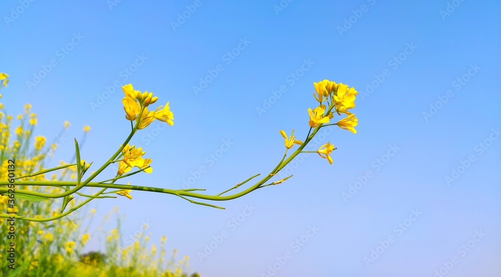 Yellow mustard flowers with copy space blue sky Yellow mustard flowers with copy space blue sky
