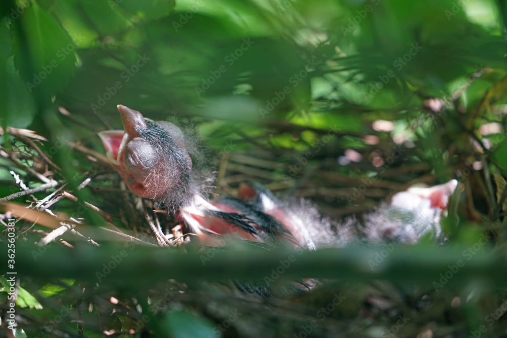 A newborn Northern Cardinal chick bird in the nest