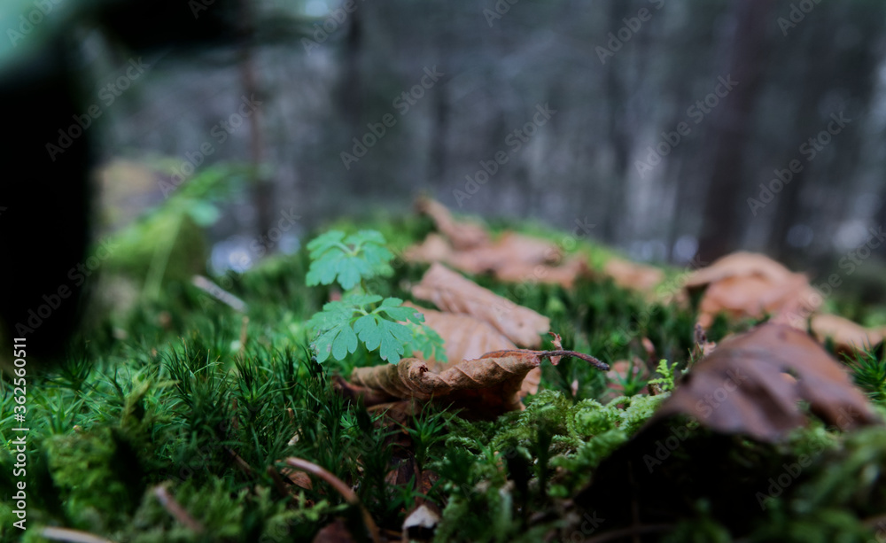 natur, green, moos, baum, pflanze, wald, blatt, holz, blatt, herbst, auflösungszeichen, frühling, gras, garden, föhre, existenz, frisch, beschaffenheit, bark, wachstum, wachsen natur, green, moos, baum, pflanze, wald, blatt, holz, blatt, herbst, auflösungszeichen, frühling, gras, garden, föhre, existenz, frisch, beschaffenheit, bark, wachstum, wachsen