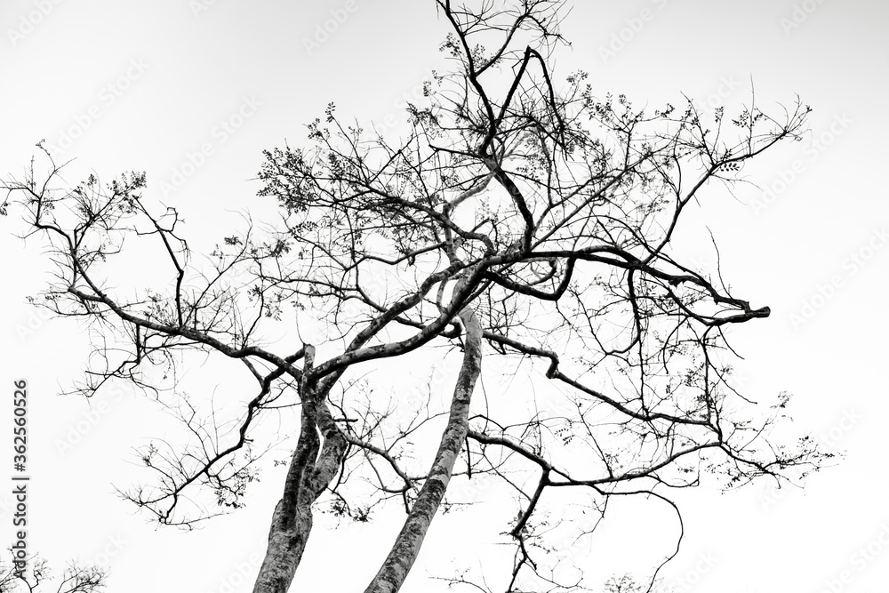 Obraz premium branches of a tree in minimalistic white background