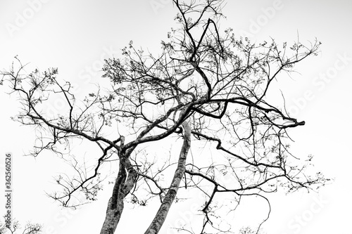 branches of a tree in minimalistic white background
