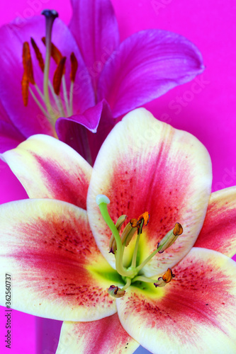 Two bud vases with a single Oriental lily flower