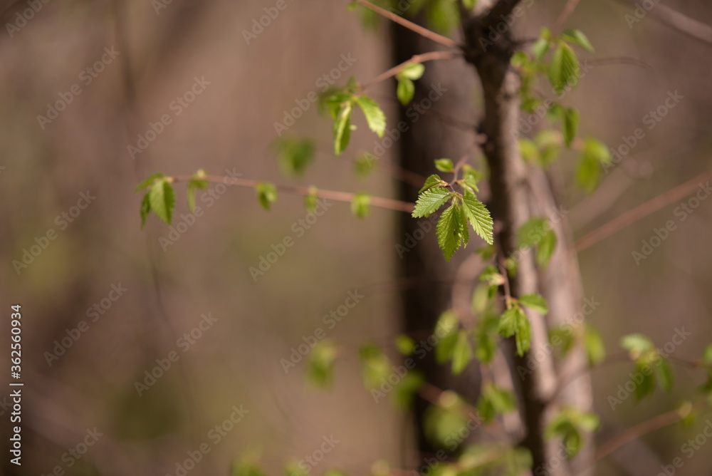 Fagus sylvatica in spring time. beech leaf in the forest Fagus sylvatica in spring time. beech leaf in the forest