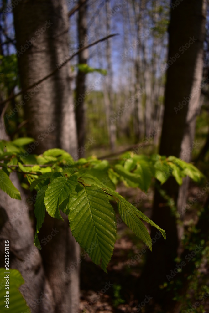 Obraz premium Fagus sylvatica in spring time. beech leaf in the forest