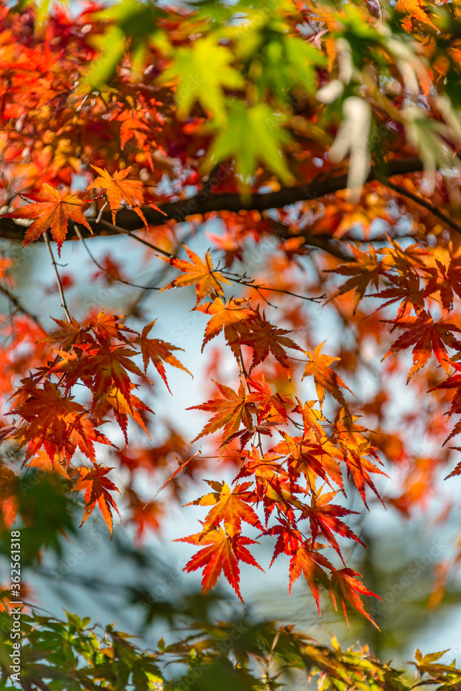 Rote Ahorn Blaetter im Herbst im Gegenlicht gesehen, Hakone, Japan Rote Ahorn Blaetter im Herbst im Gegenlicht gesehen, Hakone, Japan