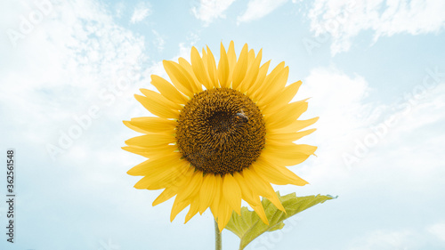 sunflower on blue sky