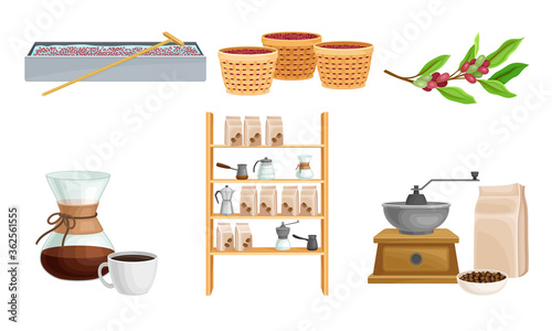 Coffee Production with Fruit Harvesting and Hulling Vector Set