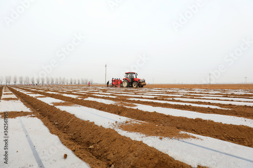 Farmers use plastic film to cover potatoes in the farm, LUANNAN COUNTY, Hebei Province, China © zhang yongxin