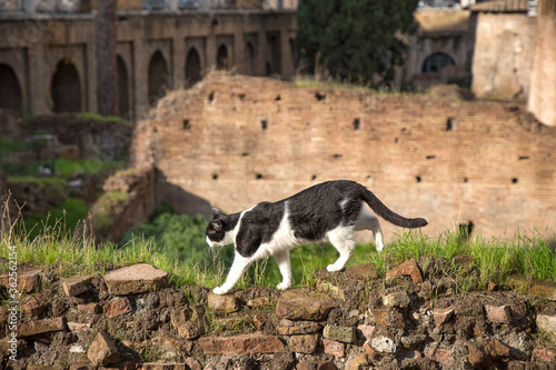 Photography Black and white cat walks above an ancient roman brick wall with green grass