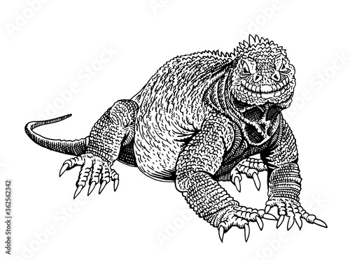 Graphical hand-drawn iguana isolated on white background, vector illustration,lizard